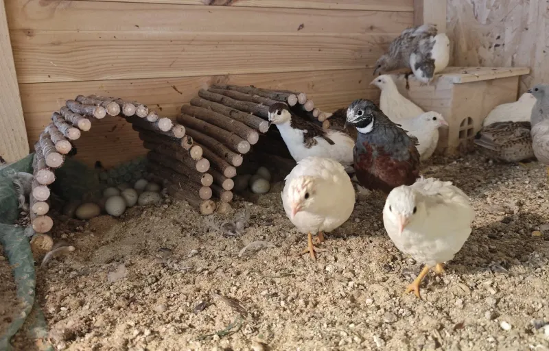 Crescătorie Prepelițe, Fazani, Păuni și Găini de Rasă Exotică