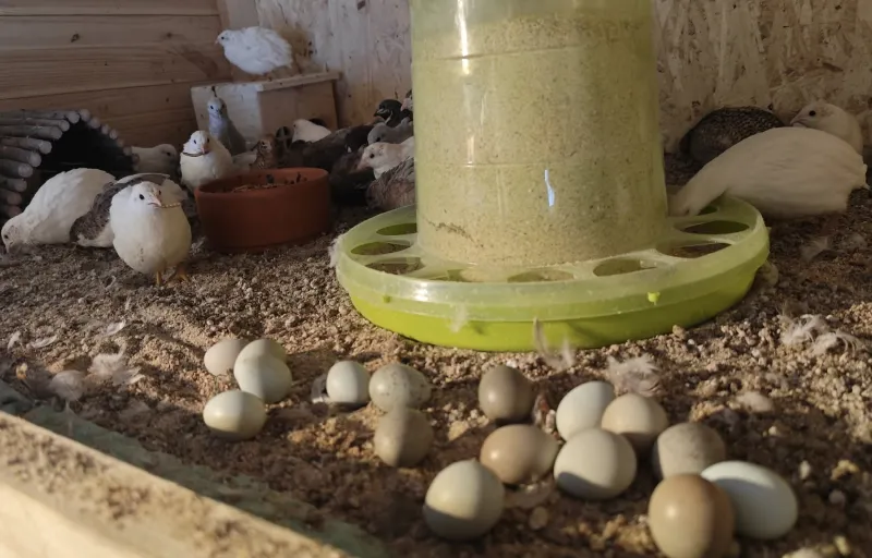 Crescătorie Prepelițe, Fazani, Păuni și Găini de Rasă Exotică