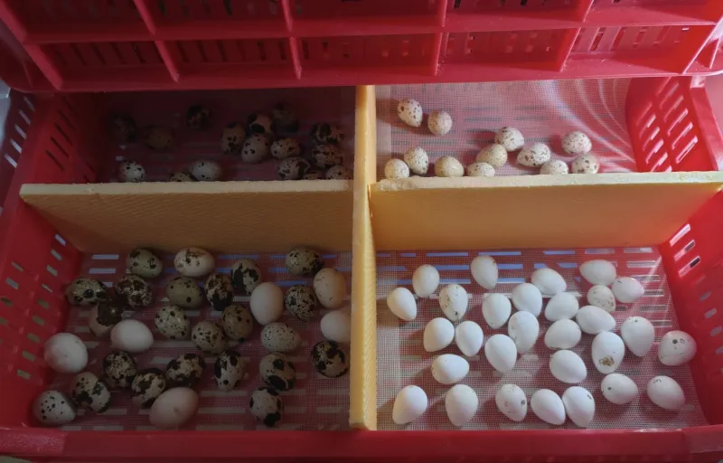 Crescătorie Prepelițe, Fazani, Păuni și Găini de Rasă Exotică