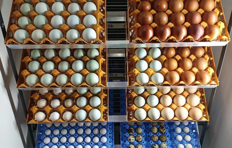 Crescătorie Prepelițe, Fazani, Păuni și Găini de Rasă Exotică