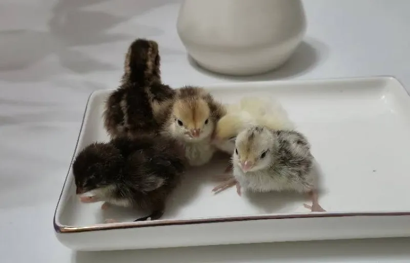 Crescătorie Prepelițe, Fazani, Păuni și Găini de Rasă Exotică