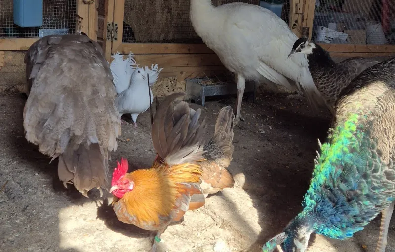 Crescătorie Prepelițe, Fazani, Păuni și Găini de Rasă Exotică