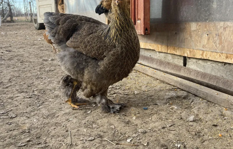 Păsări ornamentale, găini decorative cover