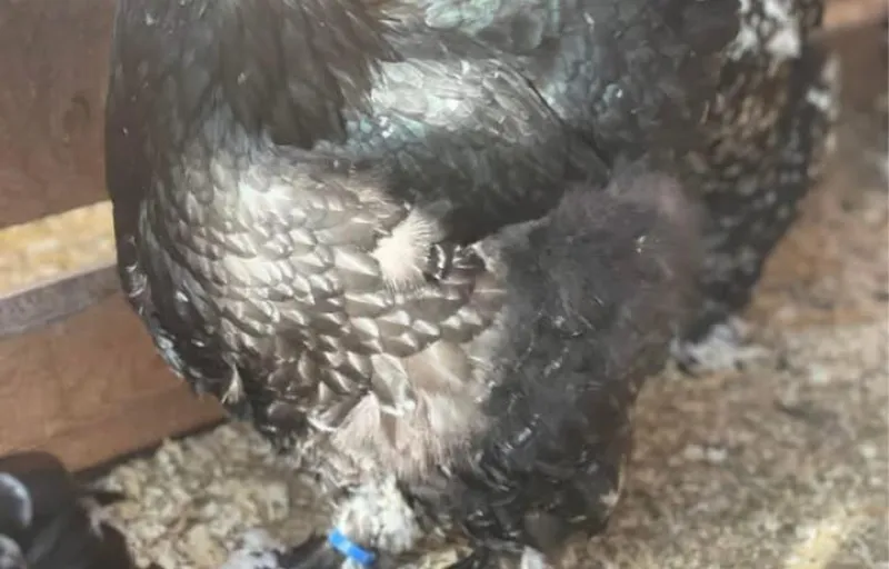 Păsări ornamentale, găini decorative