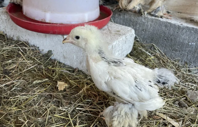 Păsări ornamentale, găini decorative