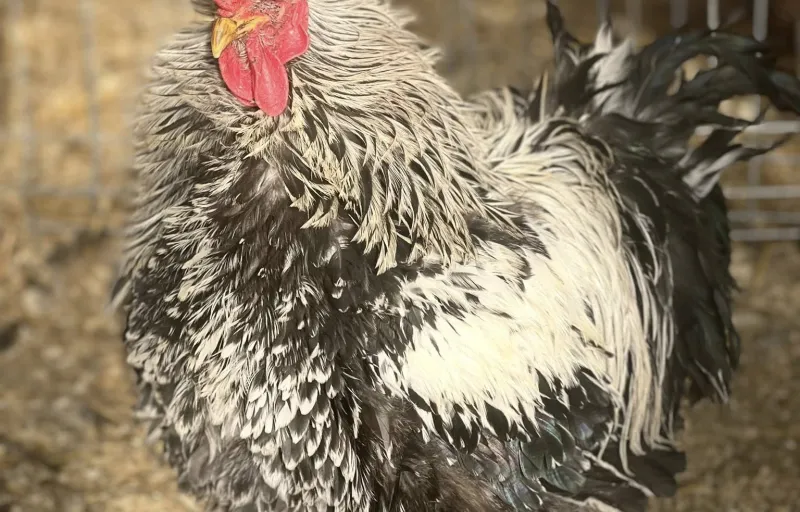 Păsări ornamentale, găini decorative