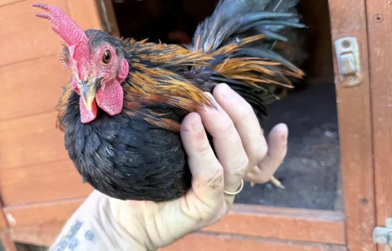 Păsări ornamentale, găini decorative