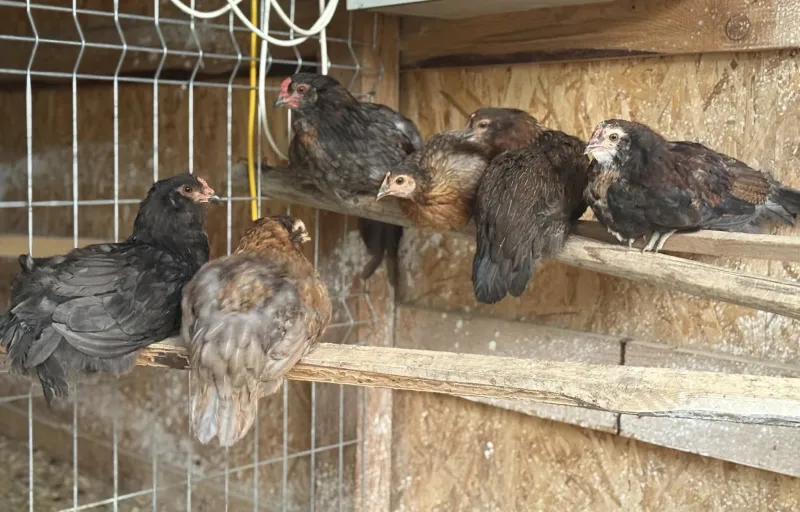 Păsări ornamentale, găini decorative