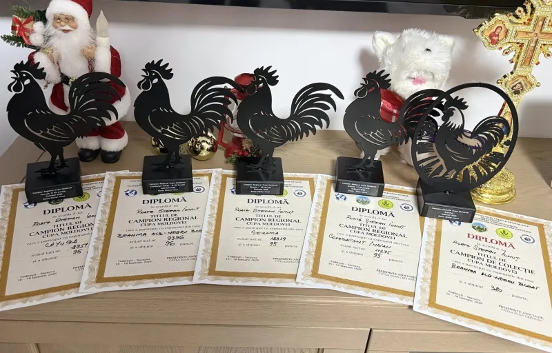 Păsări ornamentale, găini decorative