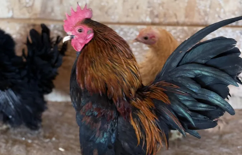 Păsări ornamentale, găini decorative