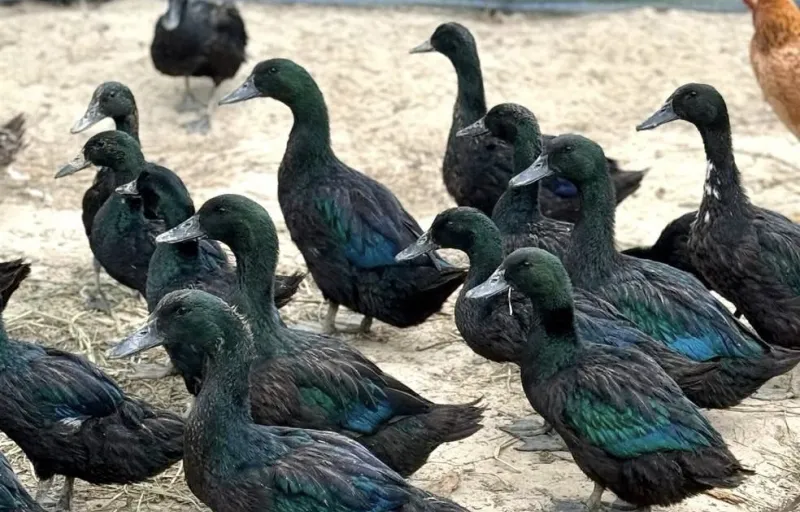 Păsări ornamentale, găini decorative