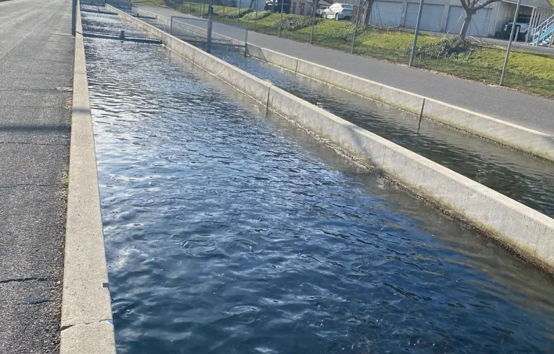 Păstrăvăria Pustnicului – Păstrăv Proaspăt, Zacuscă de Păstrăv, Ic re și Produse Naturale din Parcul Național Ceahlău