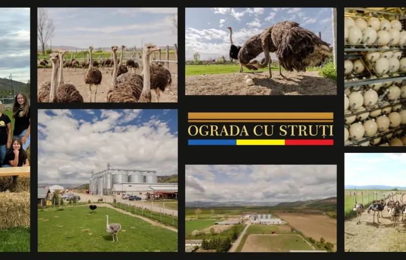 Ograda cu Struti Sebes - Ferma de Struti, Carne de Struț, Ouă de Struț și Produse Naturale din Alba cover