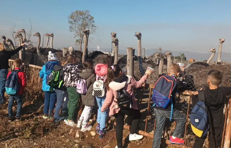 Ograda cu Struti Sebes - Ferma de Struti, Carne de Struț, Ouă de Struț și Produse Naturale din Alba