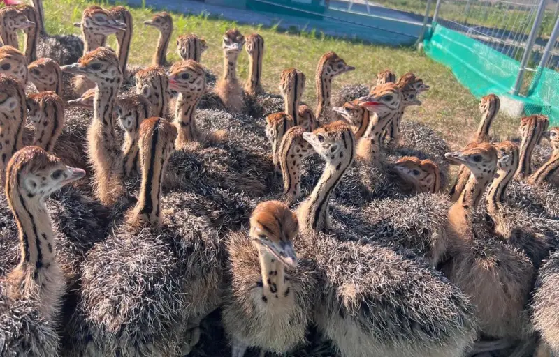 Ograda cu Struti Sebes - Ferma de Struti, Carne de Struț, Ouă de Struț și Produse Naturale din Alba
