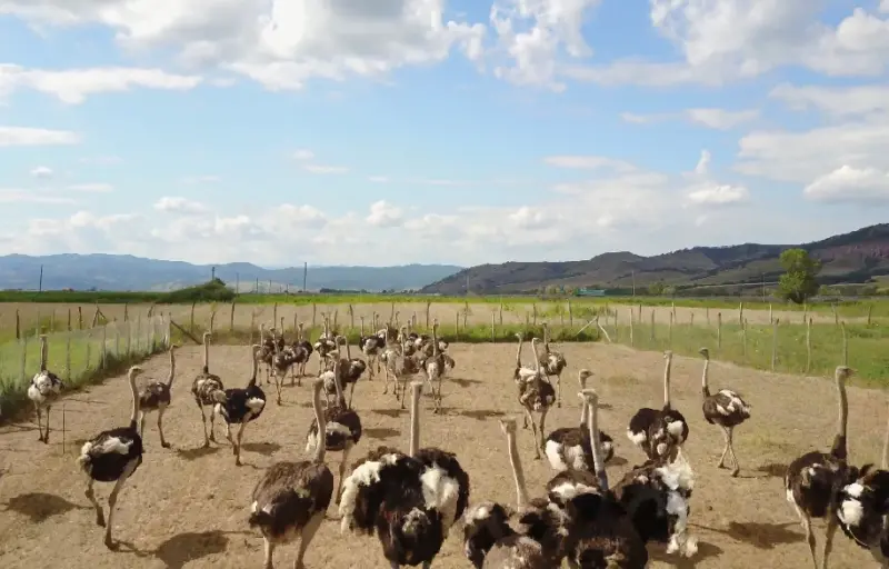 Ograda cu Struti Sebes - Ferma de Struti, Carne de Struț, Ouă de Struț și Produse Naturale din Alba