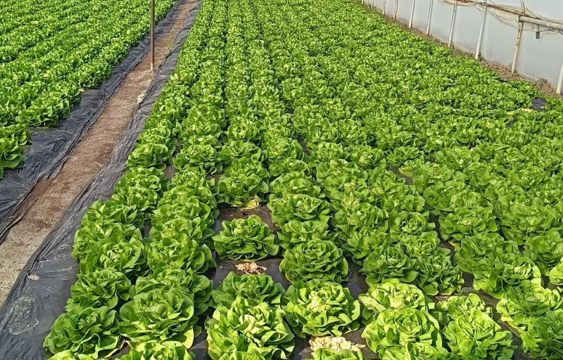 Legume proaspete de seră – Salată verde, Dovlecei, Ridichi și Ceapă verde | Producător local cover