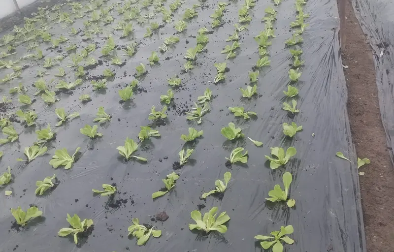 Legume proaspete de seră – Salată verde, Dovlecei, Ridichi și Ceapă verde | Producător local