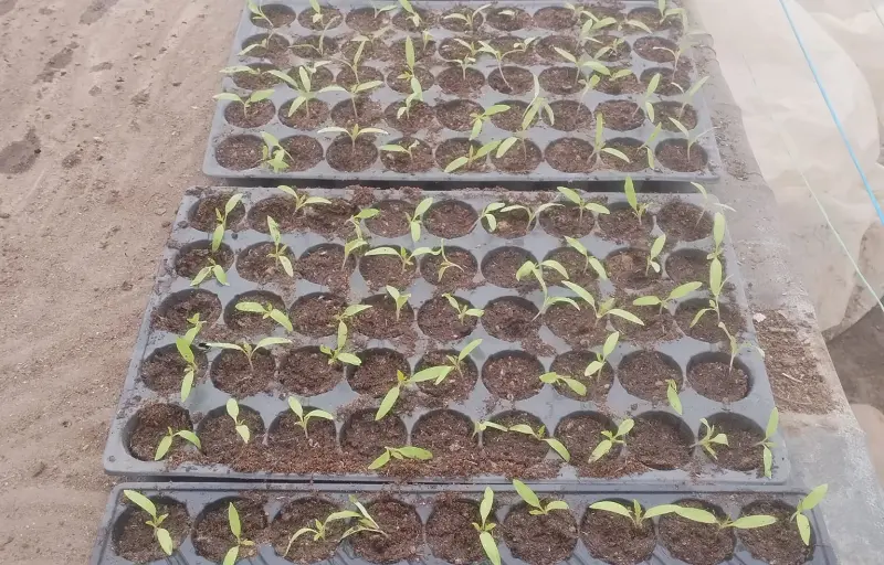 Legume proaspete de seră – Salată verde, Dovlecei, Ridichi și Ceapă verde | Producător local