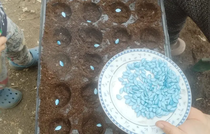 Legume proaspete de seră – Salată verde, Dovlecei, Ridichi și Ceapă verde | Producător local