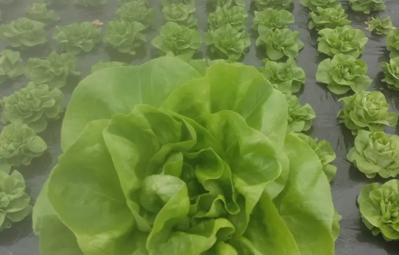 Legume proaspete de seră – Salată verde, Dovlecei, Ridichi și Ceapă verde | Producător local