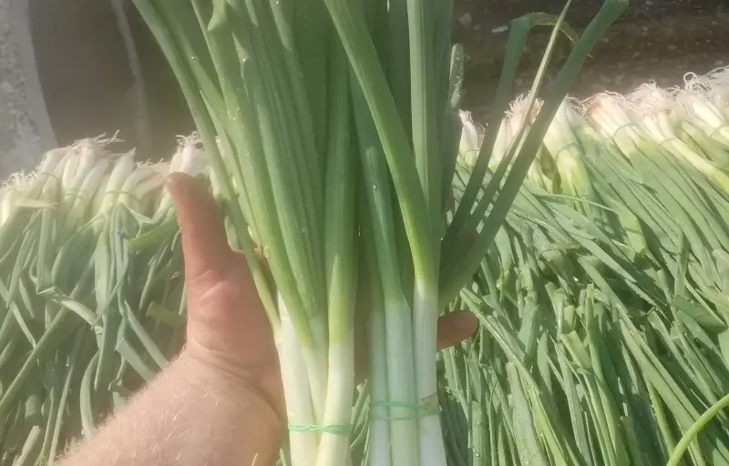 Legume proaspete de seră – Salată verde, Dovlecei, Ridichi și Ceapă verde | Producător local