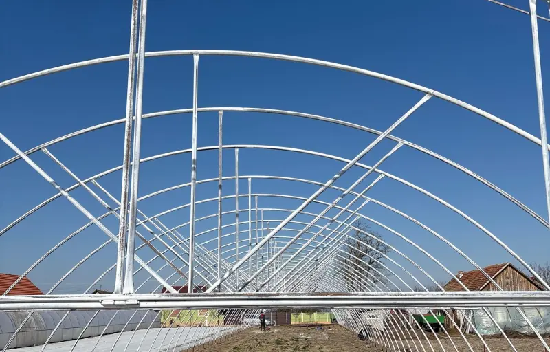 Legume proaspete de seră – Salată verde, Dovlecei, Ridichi și Ceapă verde | Producător local