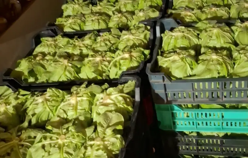 Legume proaspete de seră – Salată verde, Dovlecei, Ridichi și Ceapă verde | Producător local