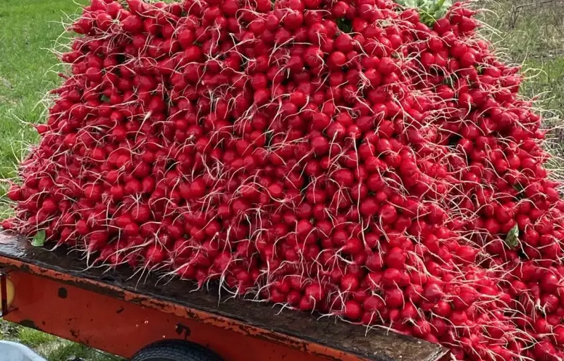 Legume proaspete de seră – Salată verde, Dovlecei, Ridichi și Ceapă verde | Producător local