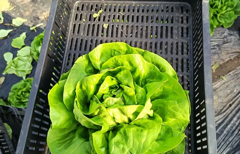 Legume proaspete de seră – Salată verde, Dovlecei, Ridichi și Ceapă verde | Producător local