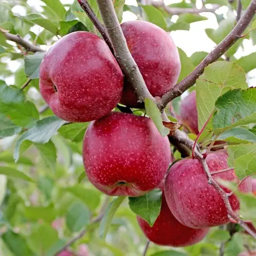 Natural Livada CINCU Brașov – Mere Naturale din Livadă Locală | Soiuri Diverse și Gust Autentic