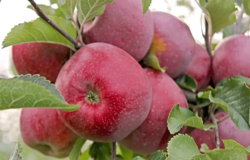 Natural Livada CINCU Brașov – Mere Naturale din Livadă Locală | Soiuri Diverse și Gust Autentic