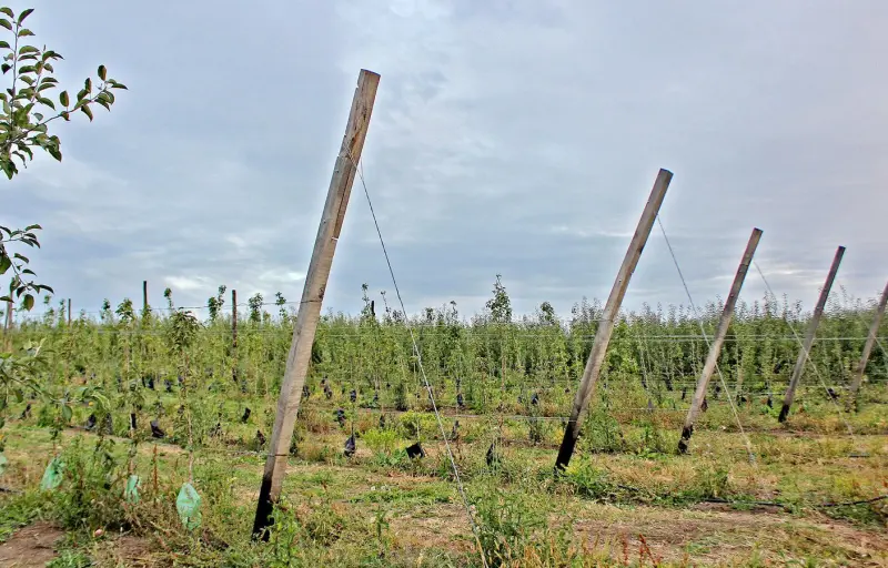 Natural Livada CINCU Brașov – Mere Naturale din Livadă Locală | Soiuri Diverse și Gust Autentic