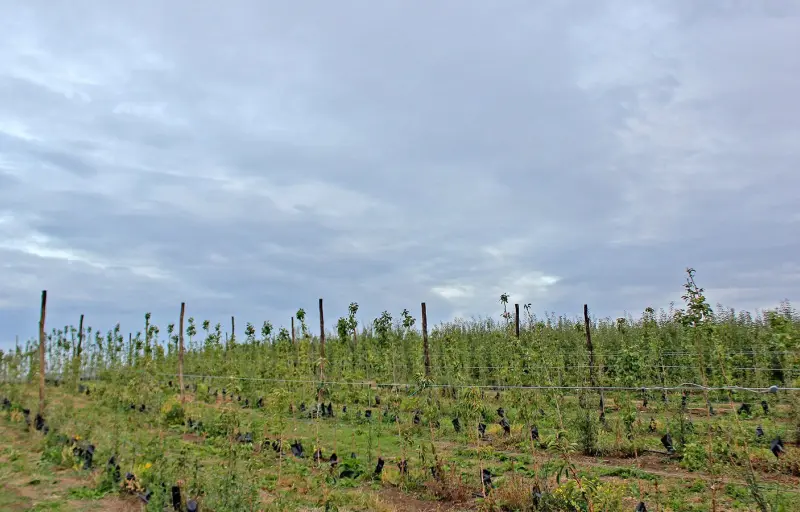 Natural Livada CINCU Brașov – Mere Naturale din Livadă Locală | Soiuri Diverse și Gust Autentic