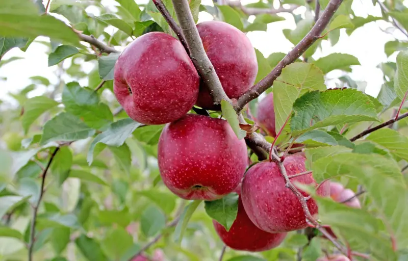Natural Livada CINCU Brașov – Mere Naturale din Livadă Locală | Soiuri Diverse și Gust Autentic
