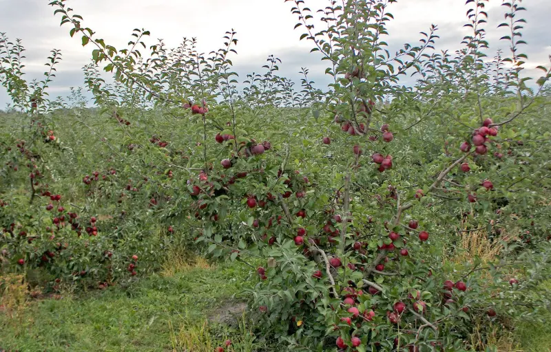 Natural Livada CINCU Brașov – Mere Naturale din Livadă Locală | Soiuri Diverse și Gust Autentic