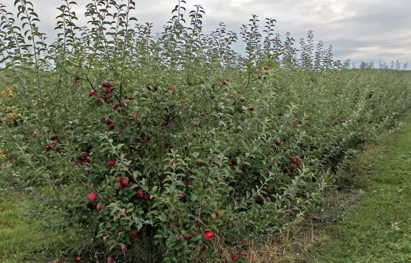 Natural Livada CINCU Brașov – Mere Naturale din Livadă Locală | Soiuri Diverse și Gust Autentic