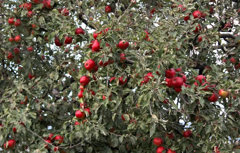 Natural Livada CINCU Brașov – Mere Naturale din Livadă Locală | Soiuri Diverse și Gust Autentic
