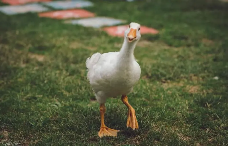 Ograda Fermecată – Grădină Zoologică & Fermă de Animale
