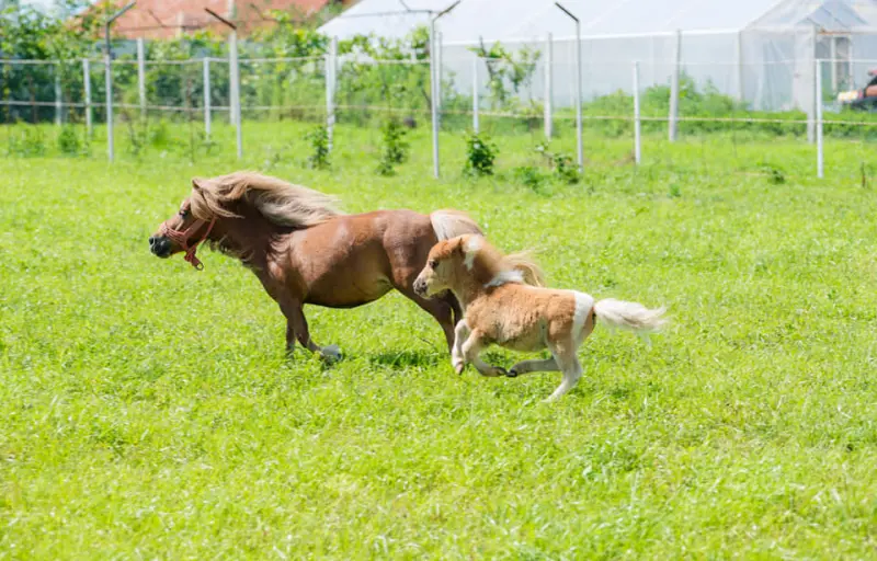 Ograda Fermecată – Grădină Zoologică & Fermă de Animale