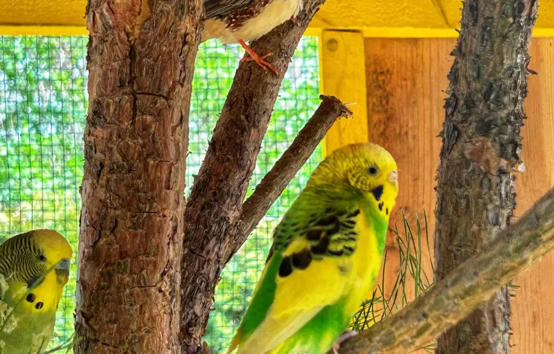 Ograda Fermecată – Grădină Zoologică & Fermă de Animale